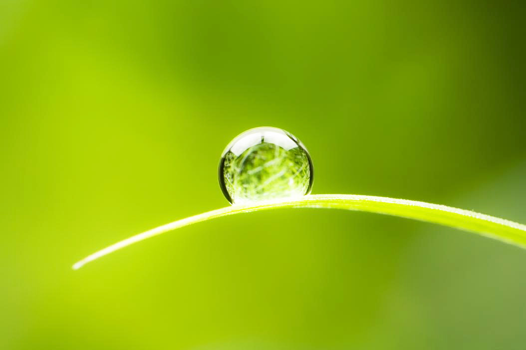 植物と丸い水滴の画像