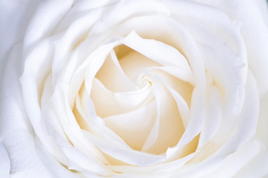白い薔薇の画像